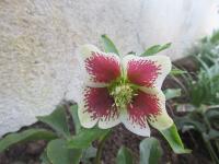 Čemeřice východní 'Pretty Ellen Spotted'