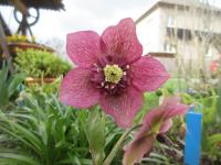 Čemeřice východní 'Tutu'