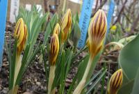 Šafrán zlatý 'Gipsy Girl'