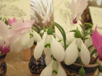 Sněženka podsněžník 'Brenda Troyle'