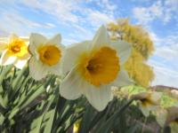 Narcis 'Gunshot' - Velkokorunné narcisy