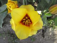Tulipán 'Buttercup' - Kaufmanniana tulipány