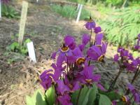 Božskokvět 'Red Wing' (Dodecatheon pulchellum)