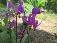 Božskokvět 'Red Wing' (Dodecatheon pulchellum)