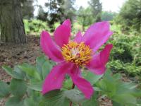 Pivoňka korálová (Paeonia mascula)