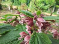 Hluchavka šalvějová (Lamium orvala)