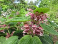 Hluchavka šalvějová (Lamium orvala)