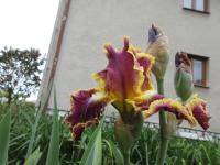 Kosatec ''Affair To Remember' - Vysoké bradaté kosatce (Iris)