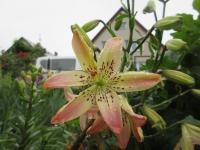 Lilie 'Corsage'