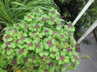 Šťavel Deppeův 'Iron Cross' (Oxalis deppei)