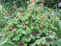 Šťavel Deppeův 'Iron Cross' (Oxalis deppei)