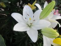 Lilie 'Scansano'