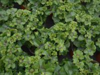 Pelargonie štítnatá