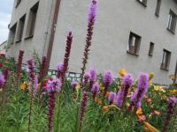 Šuškarda klasnatá (Liatris spicata)