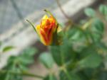 Růže 'Lichtkönigin Lucia' (Rosa)
