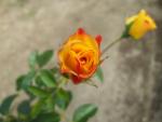 Růže 'Lichtkönigin Lucia' (Rosa)