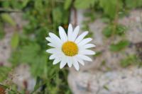 Kopretina bílá (Leucanthemum vulgare) Kopretina bílá (Leucanthemum vulgare)