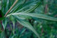 Pelyněk černobýl (Artemisia vulgaris) Pelyněk černobýl (Artemisia vulgaris)