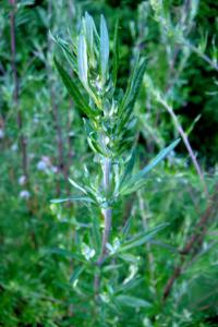 Pelyněk černobýl (Artemisia vulgaris) Pelyněk černobýl (Artemisia vulgaris)