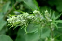 Pelyněk černobýl (Artemisia vulgaris) Pelyněk černobýl (Artemisia vulgaris)