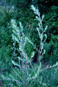Pelyněk černobýl (Artemisia vulgaris) Pelyněk černobýl (Artemisia vulgaris)