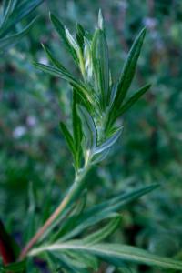 Pelyněk černobýl (Artemisia vulgaris) Pelyněk černobýl (Artemisia vulgaris)
