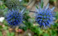 Máčka plocholistá (Eryngium planum)