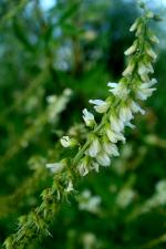 Komonice bílá (Melilotus albus)