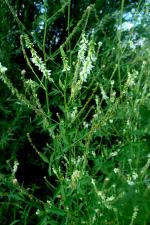 Komonice bílá (Melilotus albus)