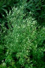 Komonice bílá (Melilotus albus)