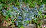 Máčka plocholistá (Eryngium planum)