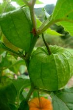 Mochyně židovská (Physalis alkekengi)