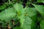 Mochyně židovská (Physalis alkekengi)