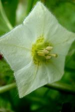 Mochyně židovská (Physalis alkekengi)
