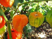 Mochyně židovská (Physalis alkekengi)