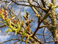 Ořešák královský