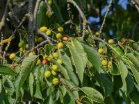 Třešeň ptačí (Prunus avium)