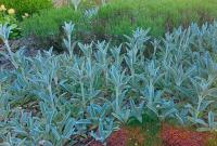 Čistec vlnatý (Stachys byzantina)