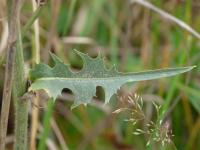 Čekanka obecná (Cichorium intybus)