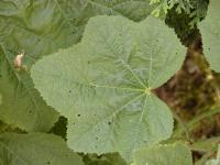 Topolovka růžová (Alcea rosea)
