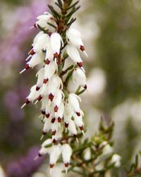 Vřesovec pleťový (Erica carnea)