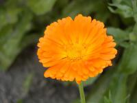 Měsíček lékařský