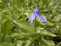 Plamének celolistý (Clematis integrifolia)
