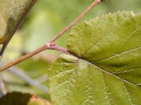 Líska největší (Corylus maxima)