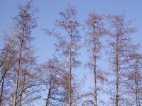 Olše lepkavá (Alnus glutinosa)