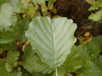 Olše lepkavá (Alnus glutinosa)