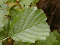 Olše lepkavá (Alnus glutinosa)