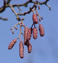 Olše lepkavá (Alnus glutinosa)