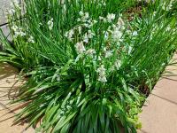 Hyacintovec španělský (Hyacinthoides hispanica)