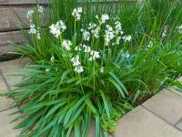 Hyacintovec španělský (Hyacinthoides hispanica)